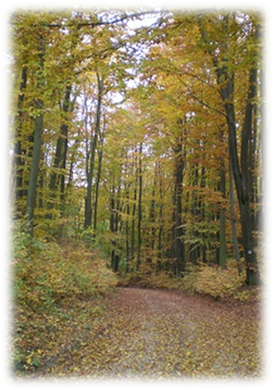 A k�pen fa, f�, k�lt�ri, n�v�ny l�that�

Automatikusan gener�lt le�r�s